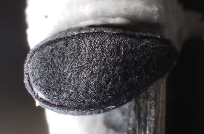 f:id:doublet:20070705191103j:image