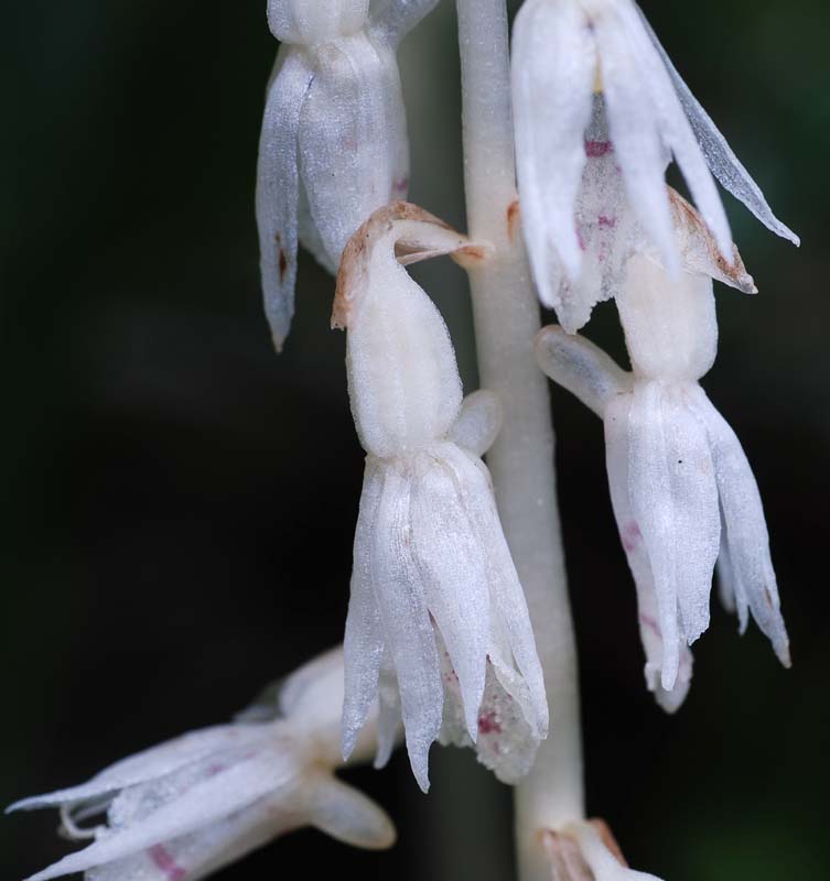 f:id:doublet:20070710150450j:image