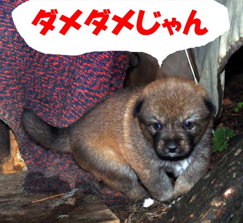 f:id:doublet:20070717121122j:image