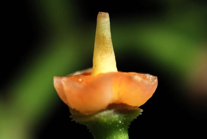 f:id:doublet:20070731185520j:image