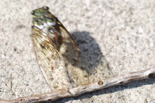f:id:doublet:20070801152934j:image