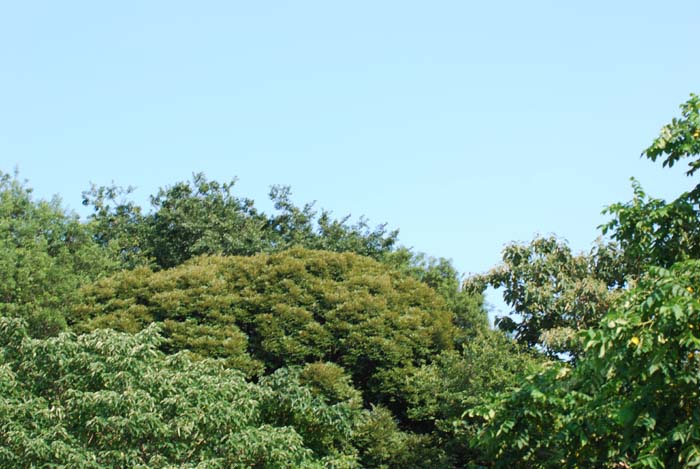 f:id:doublet:20070801153105j:image