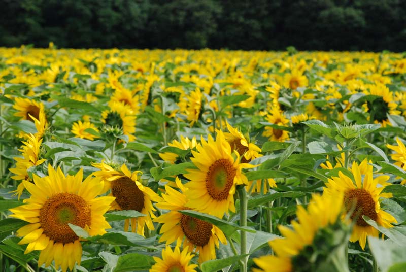 f:id:doublet:20070811144016j:image