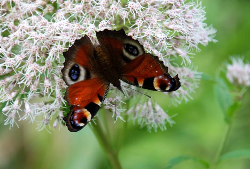 f:id:doublet:20070815151638j:image