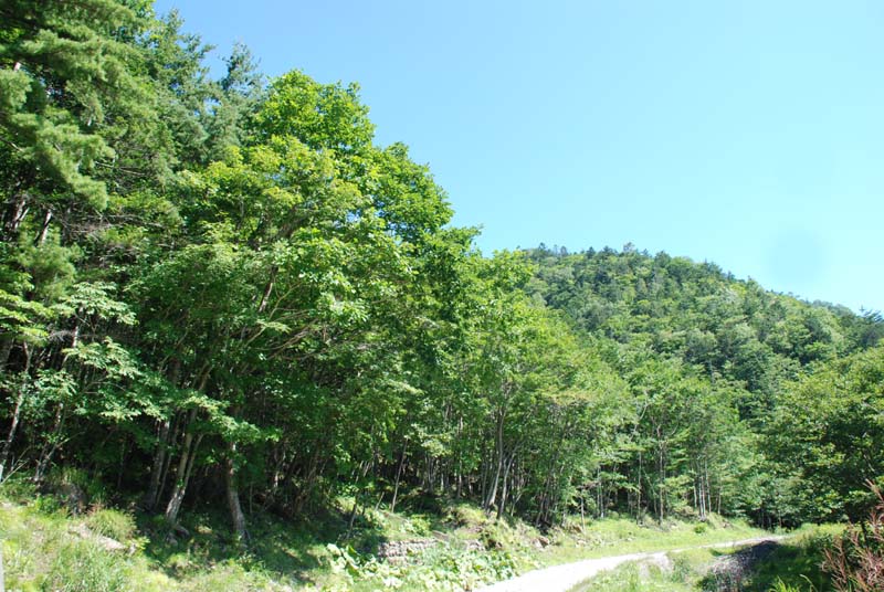 f:id:doublet:20070816092556j:image