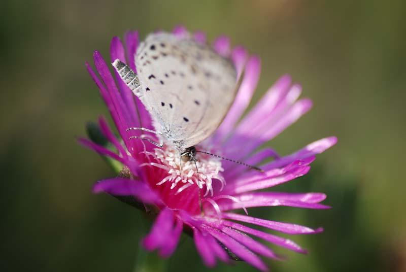 f:id:doublet:20070826151833j:image