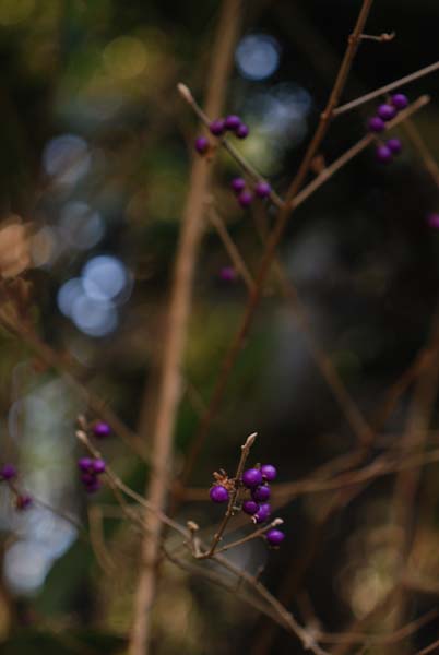 f:id:doublet:20080102213548j:image