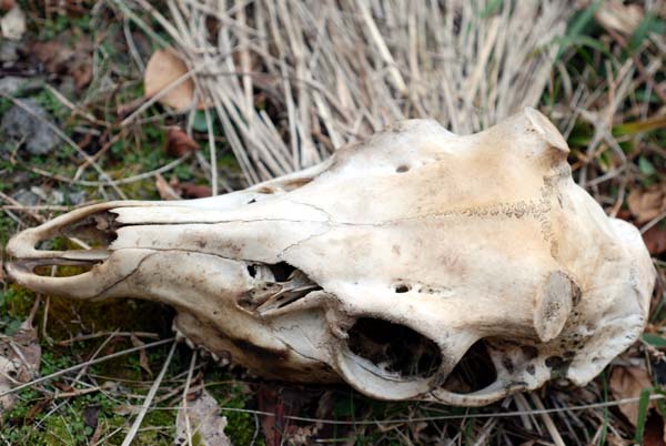 f:id:doublet:20080102214627j:image