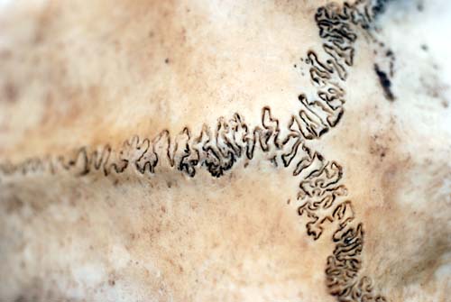 f:id:doublet:20080102214846j:image