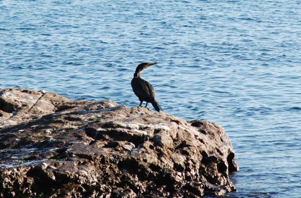 f:id:doublet:20080102223714j:image f:id:doublet:20080102223714j:image