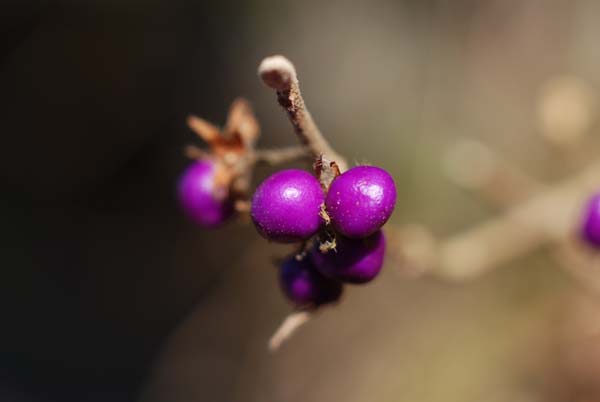 f:id:doublet:20080102233544j:image