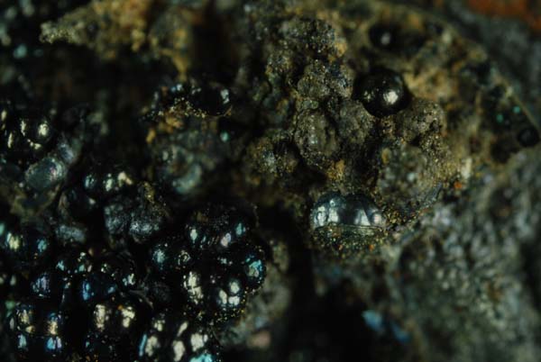 f:id:doublet:20080103175146j:image