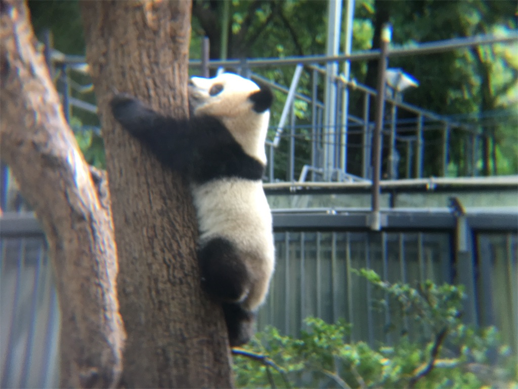 f:id:doubutsu_chin:20180619155349j:image