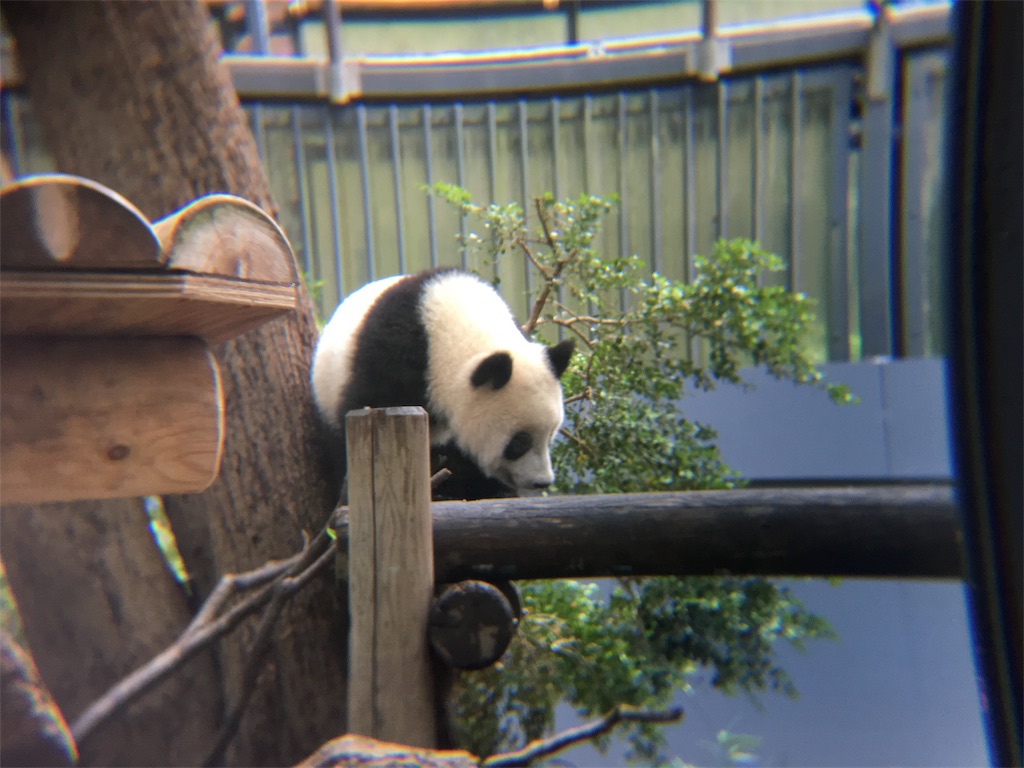 f:id:doubutsu_chin:20180619155522j:image