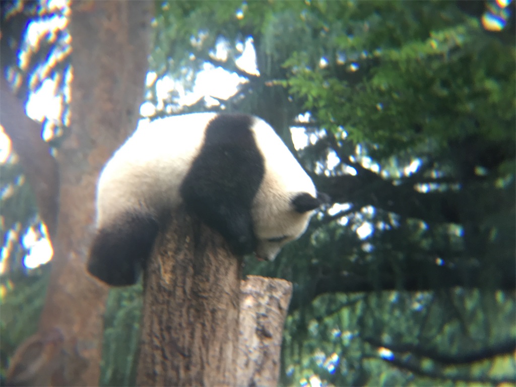 f:id:doubutsu_chin:20180619160118j:image