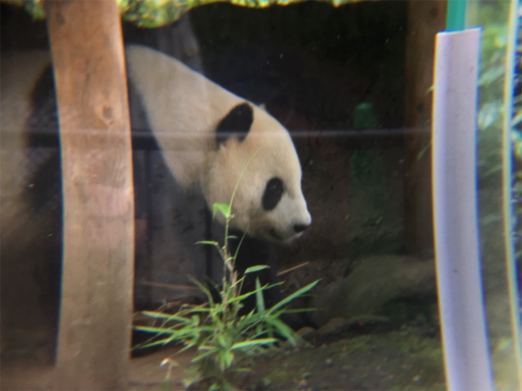f:id:doubutsu_chin:20180619160511j:image