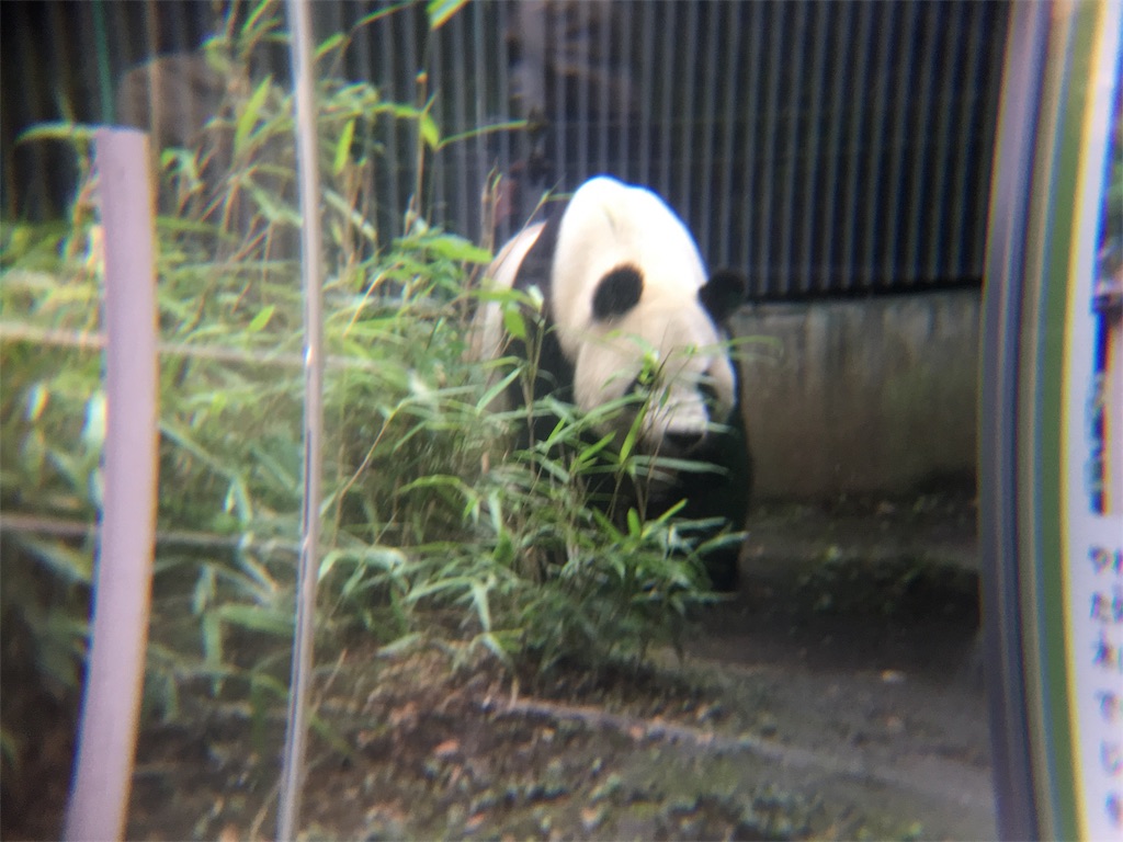 f:id:doubutsu_chin:20180619160513j:image