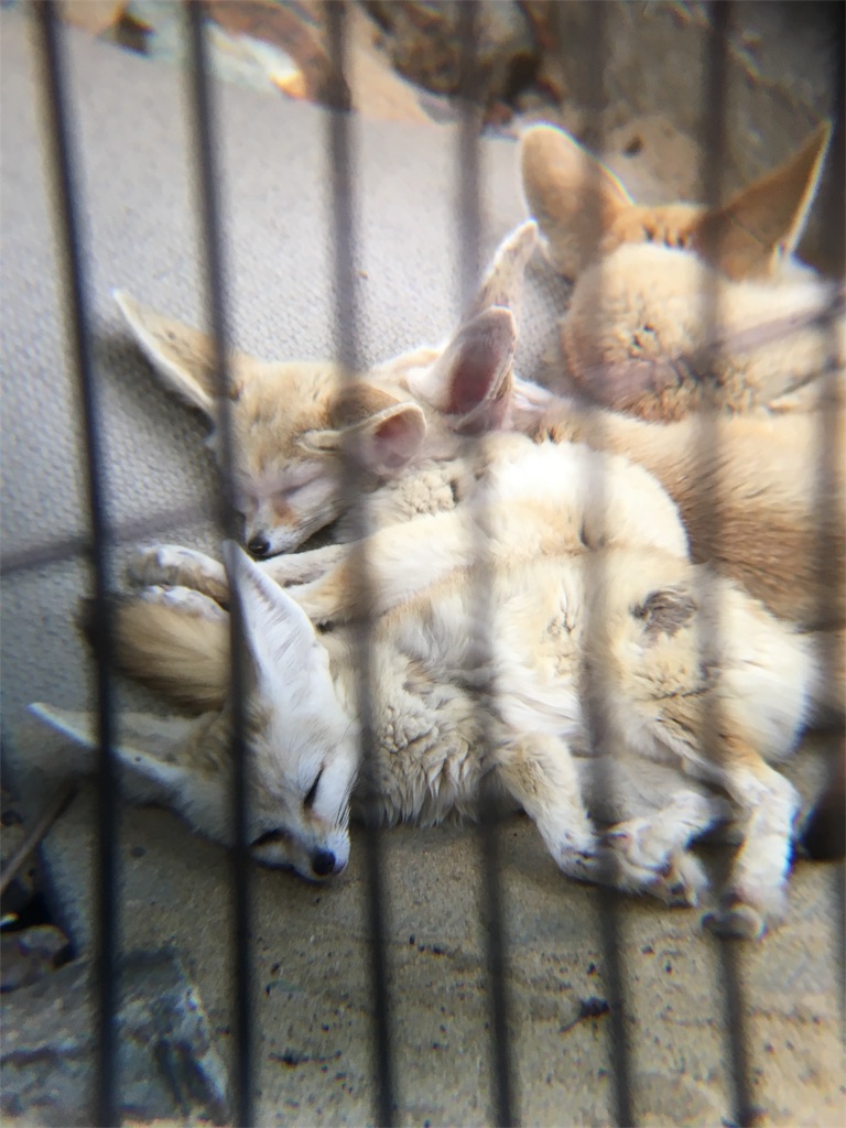 f:id:doubutsu_chin:20180619162909j:image