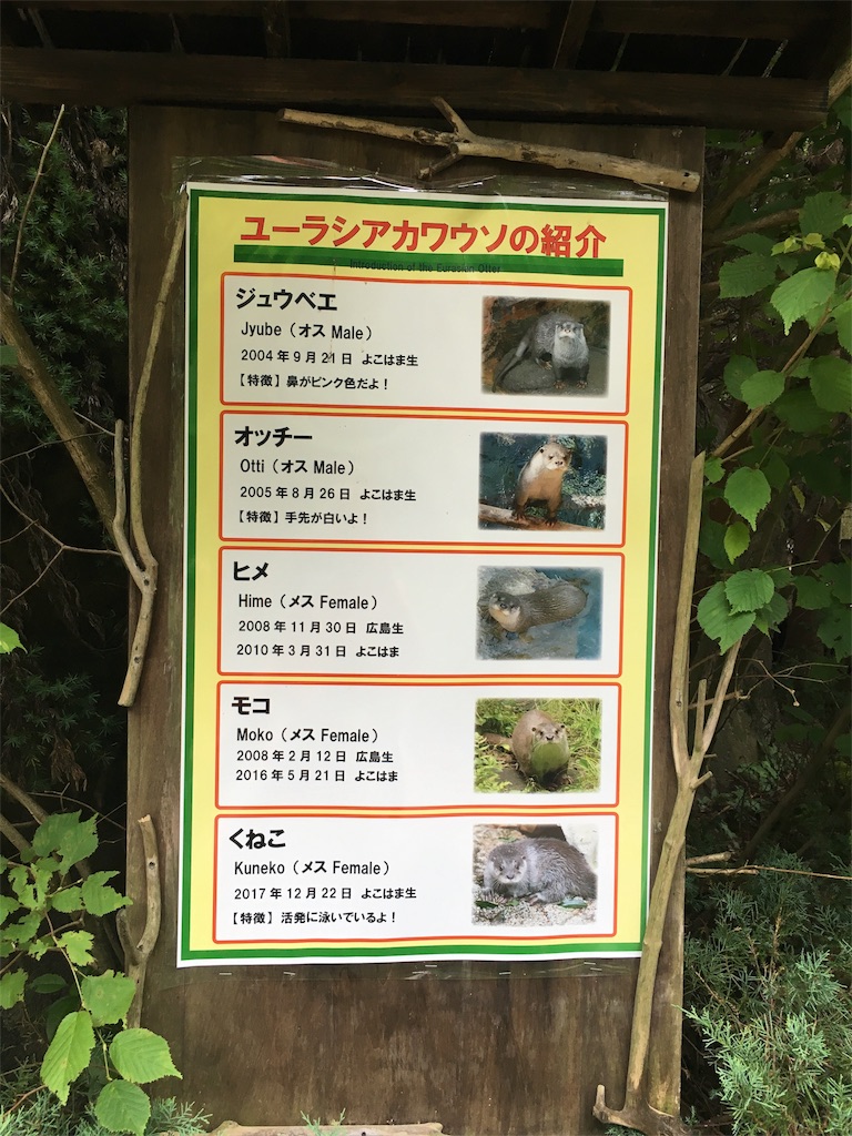 f:id:doubutsu_chin:20180619171259j:image