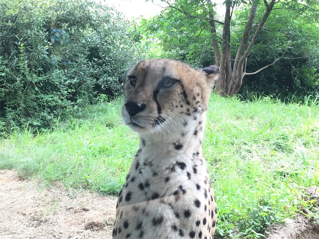 f:id:doubutsu_chin:20180619173029j:image