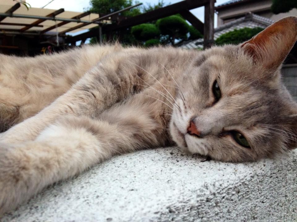f:id:doukana:20180724163643j:plain f:id:doukana:20180724163643j:plain