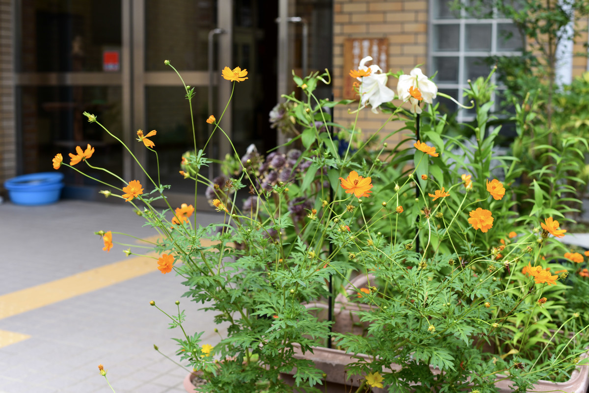 f:id:doukana:20190721171539j:plain