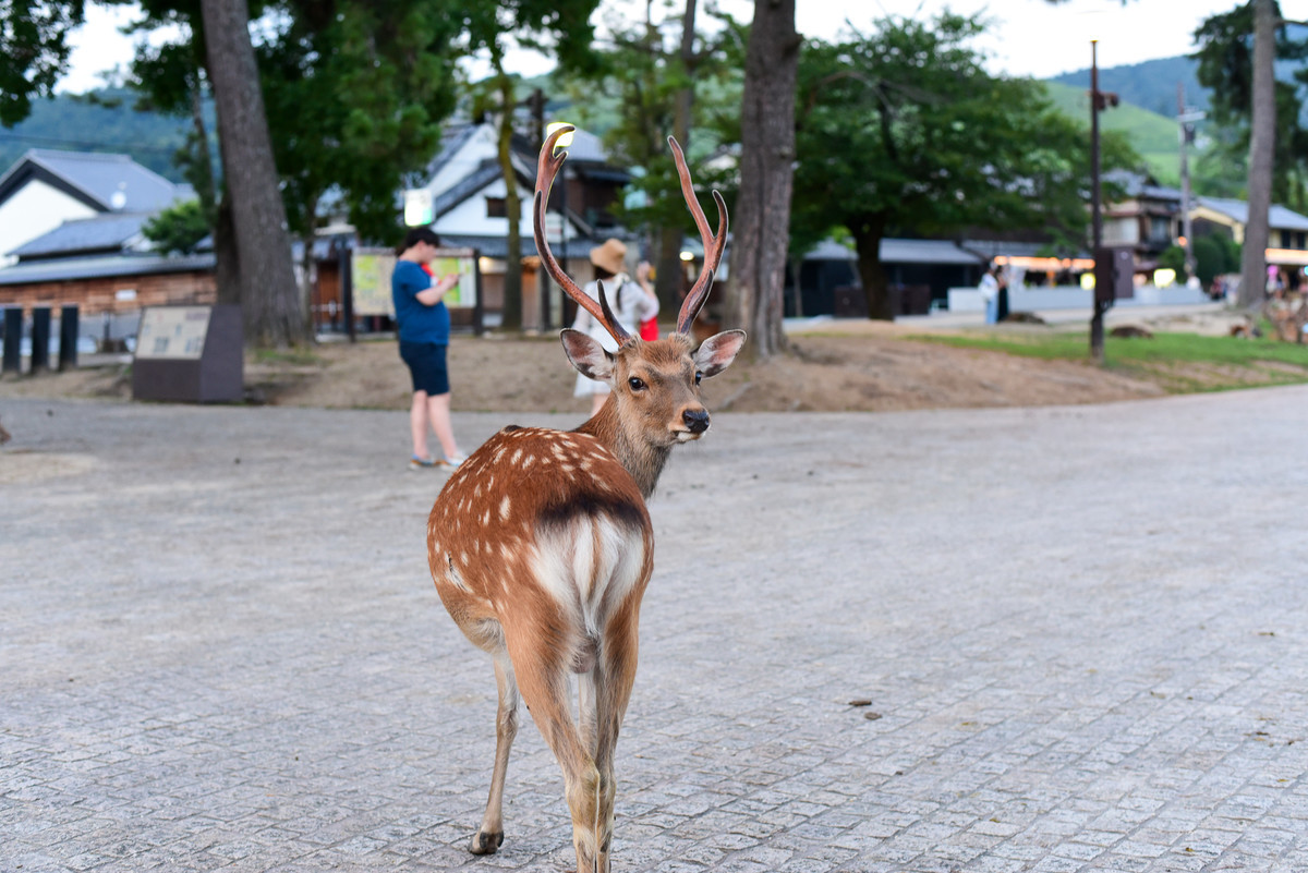 f:id:doukana:20190724190814j:plain