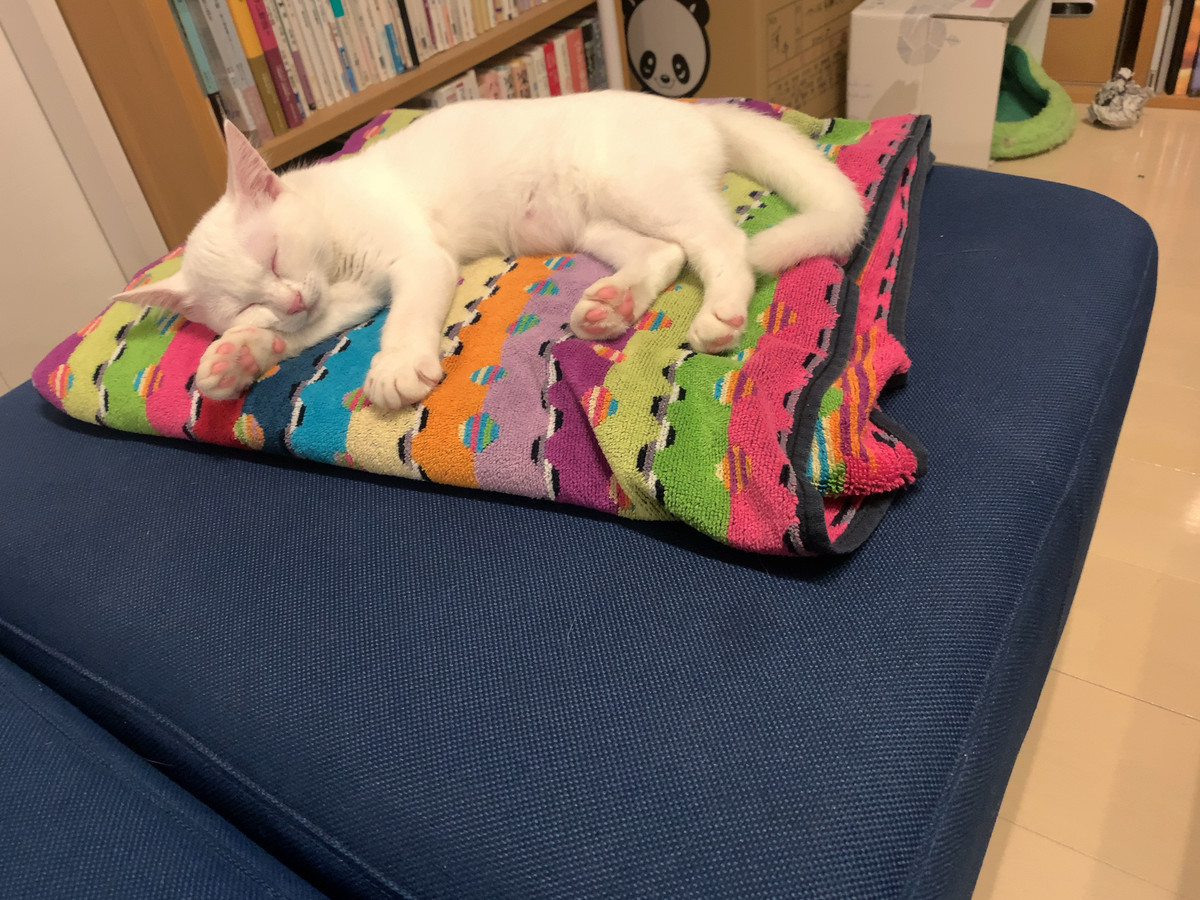 猫の避妊手術および臍ヘルニアの手術について - ドイツ語教員が教え