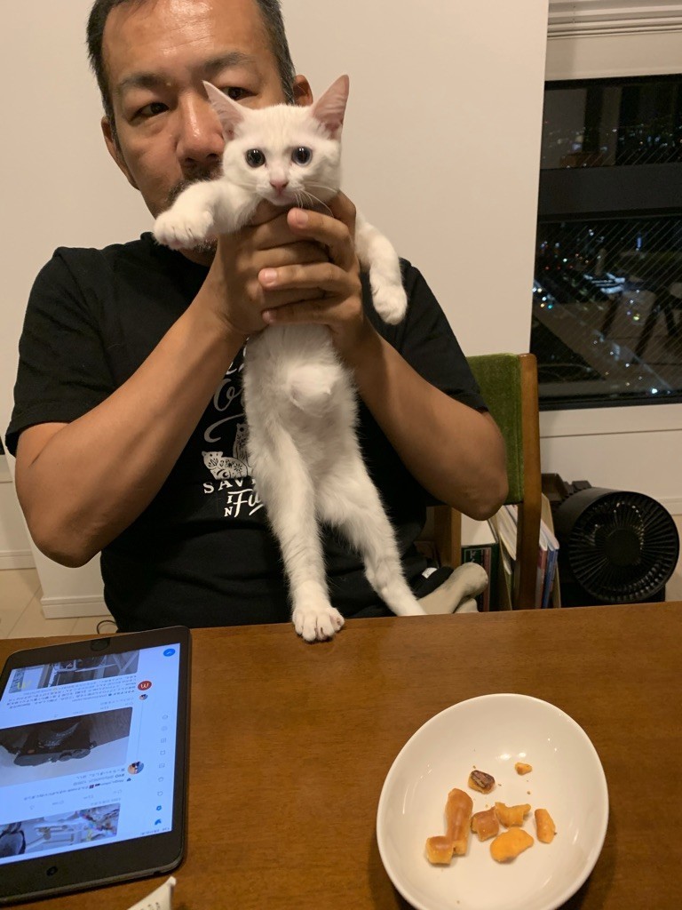 猫の避妊手術および臍ヘルニアの手術について - ドイツ語教員が教え 