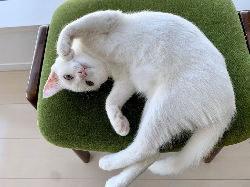 猫の避妊手術および臍ヘルニアの手術について - ドイツ語教員が教え
