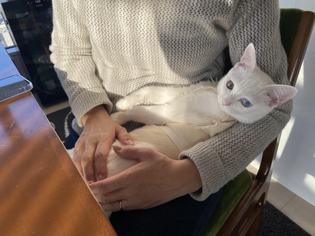 猫の避妊手術および臍ヘルニアの手術について - ドイツ語教員が教え