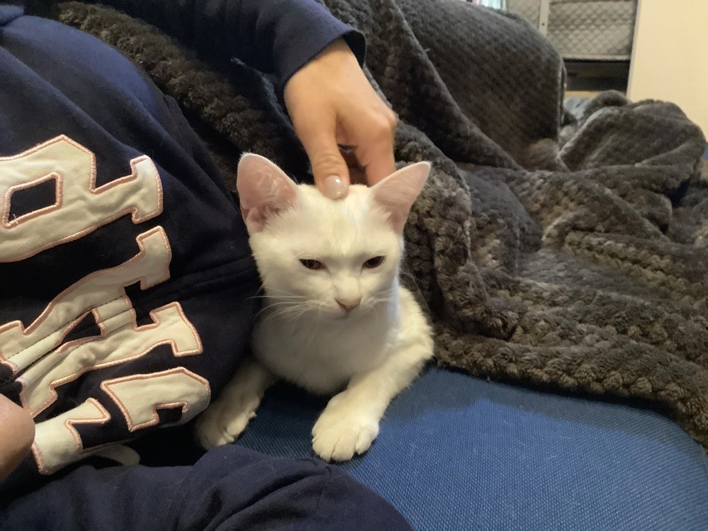 猫の避妊手術および臍ヘルニアの手術について - ドイツ語教員が教え