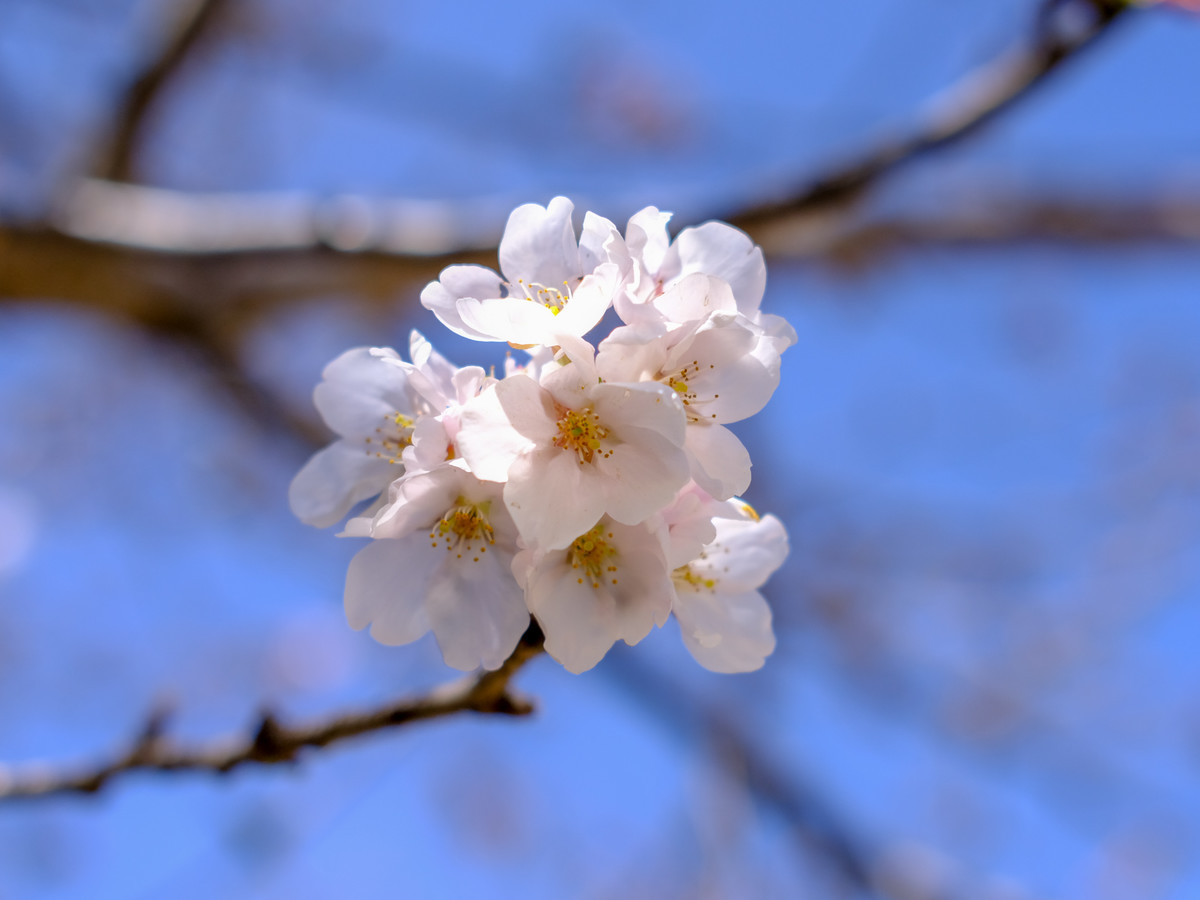 f:id:doukana:20210318132935j:plain