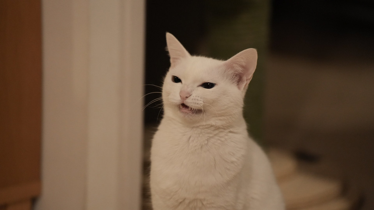 f:id:doukana:20220122002006j:plain