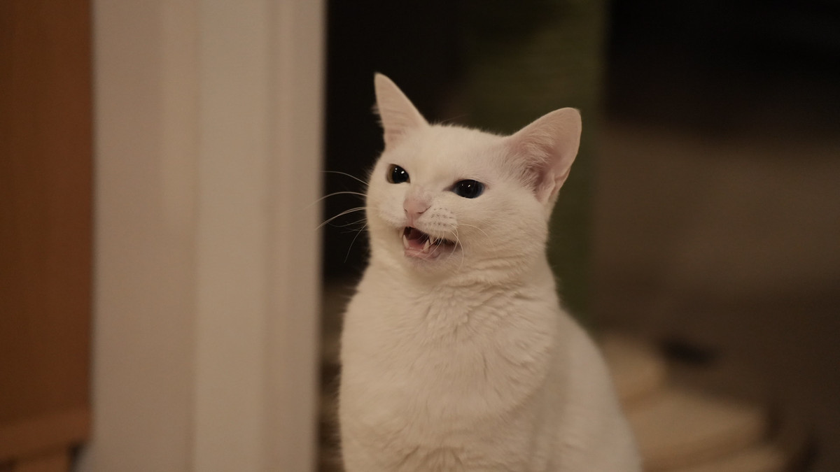 f:id:doukana:20220122002008j:plain