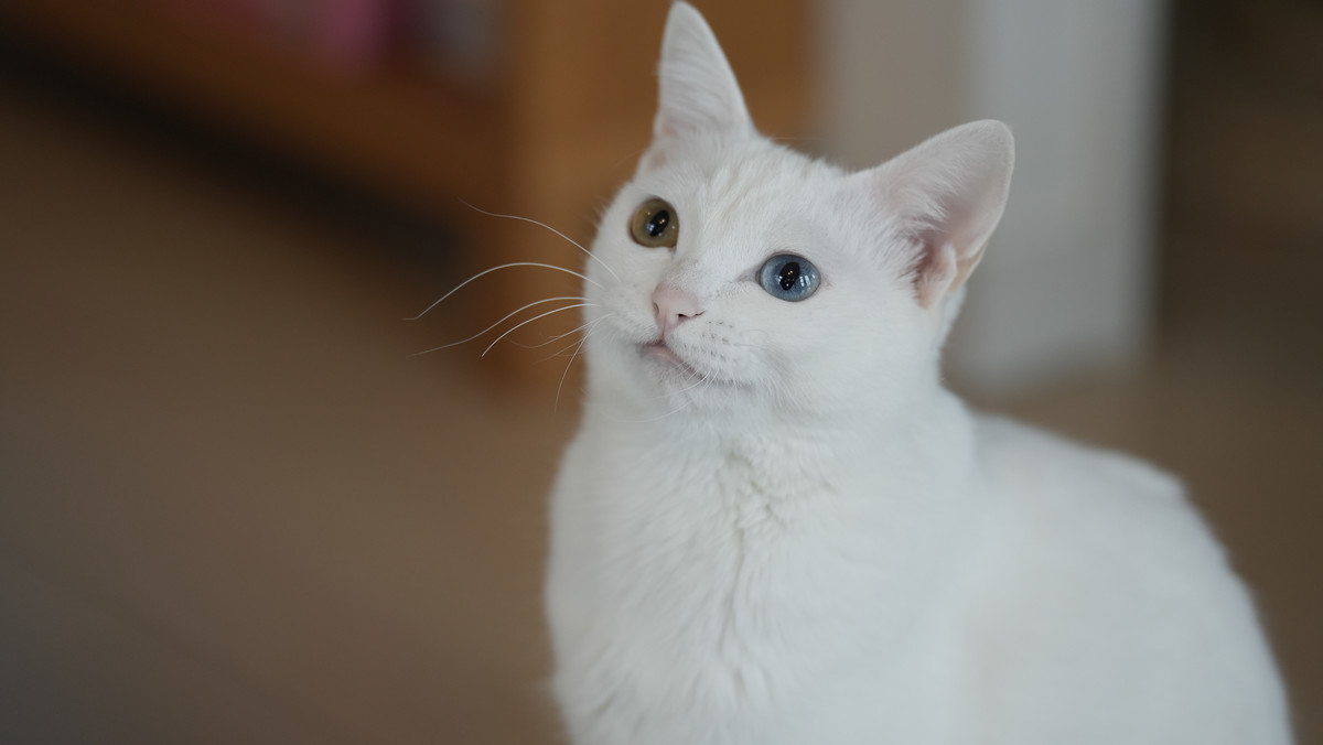 f:id:doukana:20220122083110j:plain