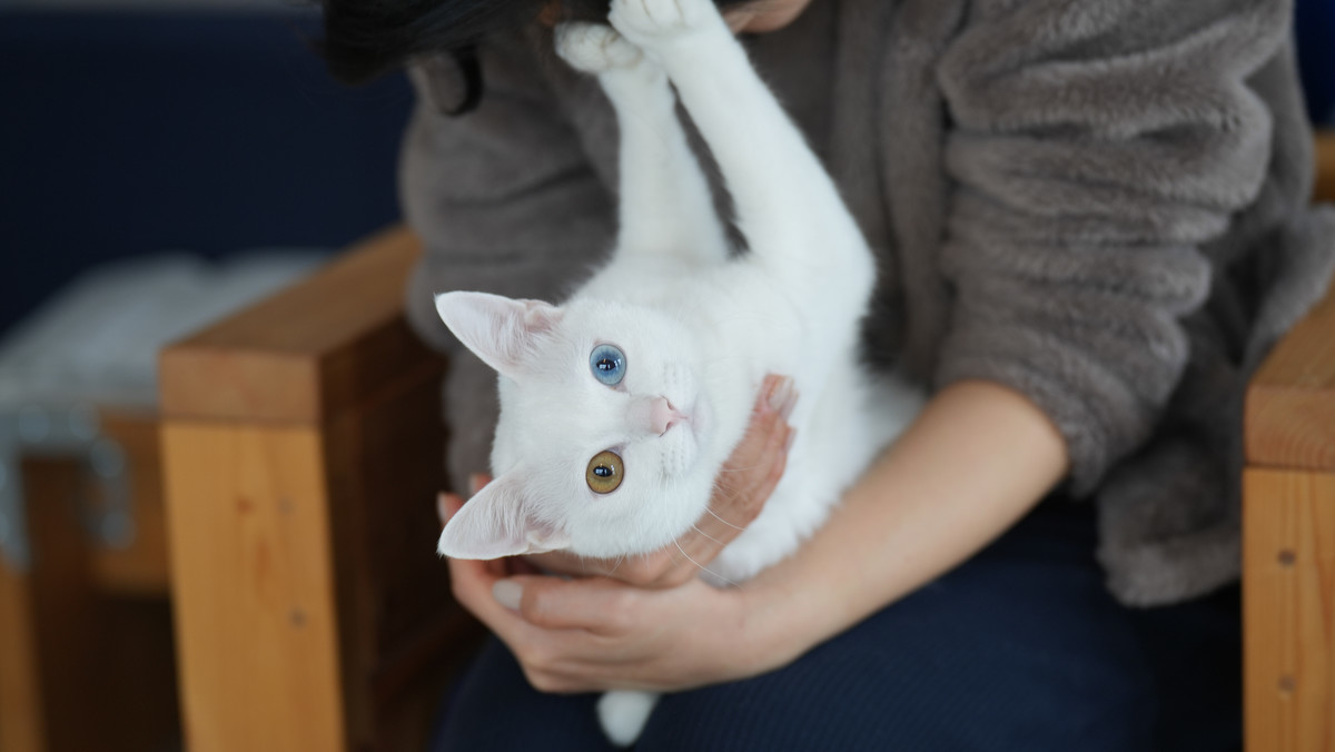 f:id:doukana:20220124094622j:plain