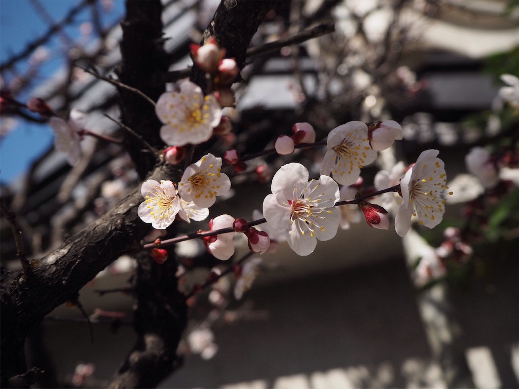 f:id:douteisotsugyou:20170409072524j:image