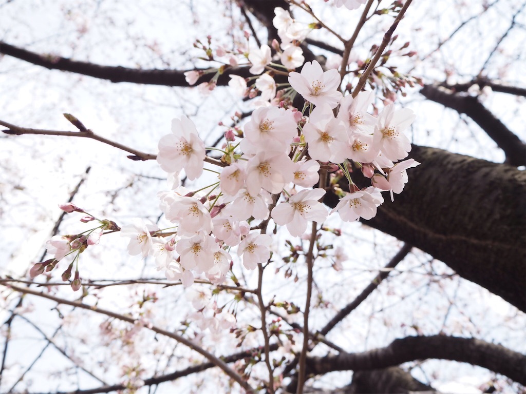 f:id:douteisotsugyou:20170409072619j:image