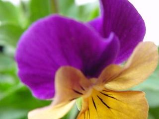 f:id:dowakan:20060328120003j:image