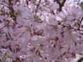 [花][桜]小鳥がプレゼントしてくれた桜