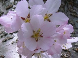 桜の花