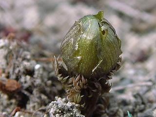 f:id:dowakan:20070303153928j:image