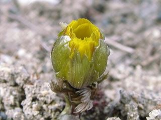 f:id:dowakan:20070303153947j:image