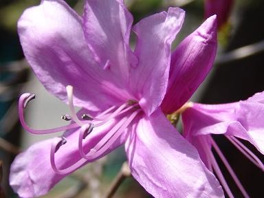 f:id:dowakan:20070408103933j:image