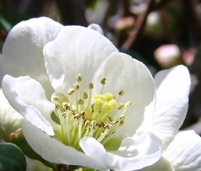 ぼけの花白