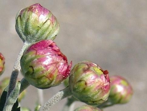 f:id:dowakan:20081015121522j:image