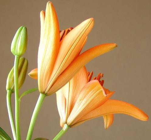 f:id:dowakan:20090326101916j:image