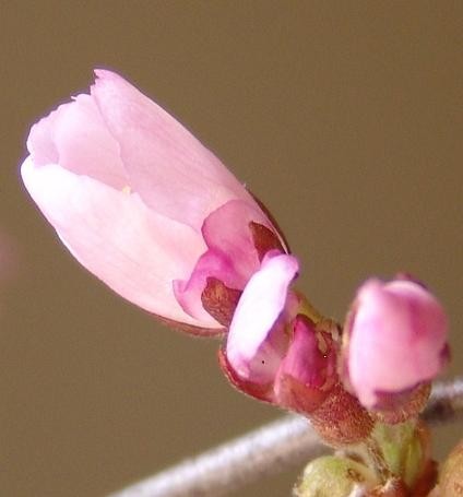 桜つぼみ