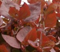 [花][岩山つつじ]岩山つつじの紅葉